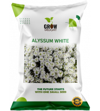 Grow Delight Imported Alyssum White 100 Seeds Grow Delight Imported Alyssum White 100 Seeds